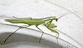 Mantis religiosa