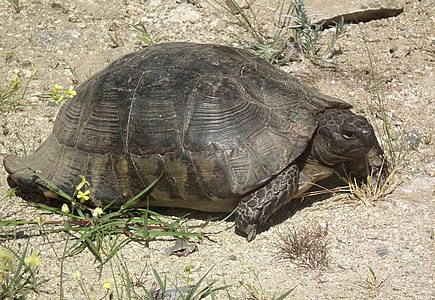 Testudo marginata