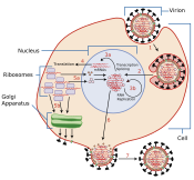 Influenza vírus genetikai replikációja