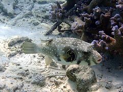 Un poisson-ballon à taches blanches (Arothron hispidus)