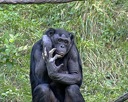 Bonobo (Pan paniscus)