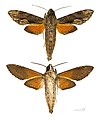 Erinnyis oenotrus