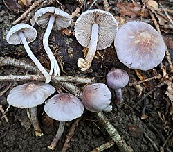 Siid-narmasnutt Inocybe geophylla