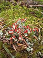 Cladonia macilenta