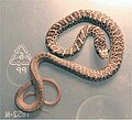 Juvenile eastern yellow-bellied racer, C. c. flaviventris