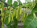 I frutti Fraxinus pensylvanica