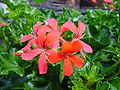 hederfolia pelargonio (Pelargonium peltatum)