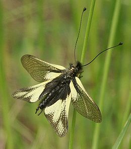 Szitakötő-rablópille (Libelloides coccajus) hímje