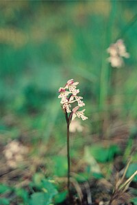 Orchis rotundifolia Banks. — Orchis à feuille ronde. — (Small Round-leaved Orchid), Mc Donald River bank[30]