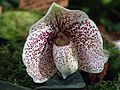 Paphiopedilum godefroyae