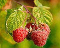 Rubus idaeus