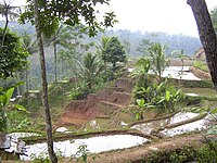 Rice field