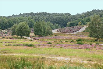 Wahner Heide