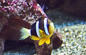 A. clarkii en el acuario marino de Praga, República Checa.