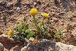 Anthemis rigida