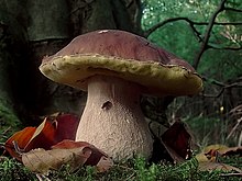 Boletus edulis (Tillegem).jpg