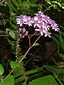 Pericallis aurita