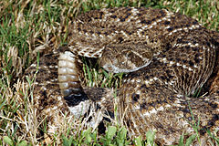 Κροταλίας ο στυγερός (Crotalus atrox)