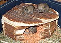 Three degu pups, eight days old.