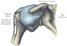 Anatomia bildo de ŝultro