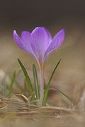 Crocus