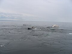 Humpback whales, dorsals, pectoral fins, Whale Research Expeditions with Mingan Island Cetacean Study (MICS)