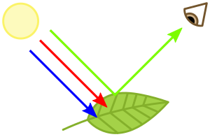 A leaf absorbing blue and red light, but reflecting green light