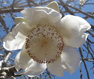 Άνθος Αδανσονίας της δακτυλωτής (Adansonia digitata).