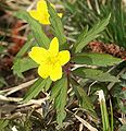 Žołty podlěsk (Anemone ranunculoides)