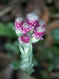 Ahokissankäpälä eli kissankäpälä (Antennaria dioica)