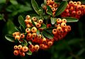 Bayas de Pyracantha