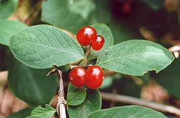 Typical feature: berries standing in couples