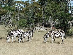 Zebras d'as planas