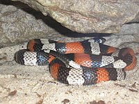 Lampropeltis triangulum