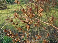 Myrica gale (infrutescências).