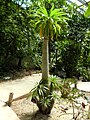 Pachypodium lamerei, originaire de Madagascar dans la serre aride