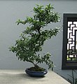 Pyracantha crenulata com a bonsai