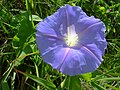 Ipomoea indica