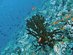 Une colonie de tubastrée verte (Tubastraea micranthus)