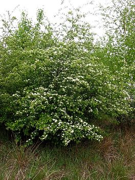 De ienstilige hagedoarn (Crataegus monogyna).