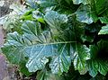 Feuille d'Acanthus mollis.