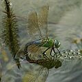 Anax imperator