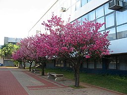 Kommunhuset i Apucarana.