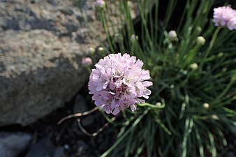 Armeria berlengensis