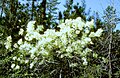 Shrub in flower