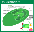 Thumbnail for Chloroplast