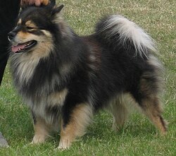 A Finnish Lapphund