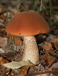 Leccinum aurantiacum cropped.jpg