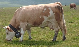 Een grazende Simmental-koe in de Zwitserse Alpen