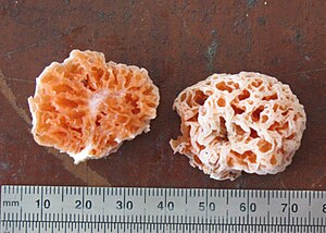 Spongiforma squarepantsii